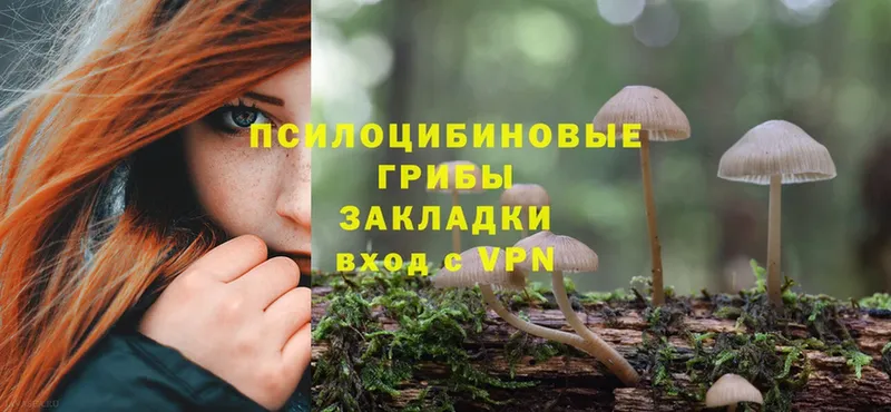 магазин продажи   Верхняя Пышма  Псилоцибиновые грибы Psilocybe 